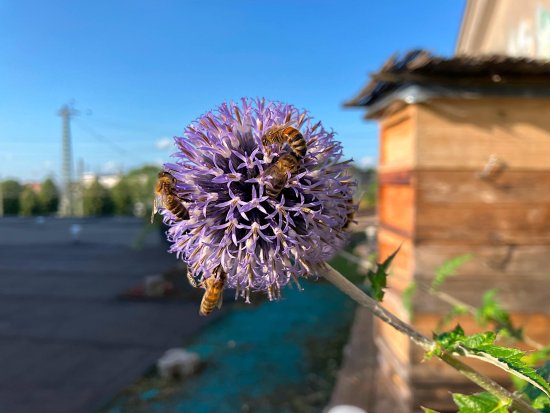 auf Kugeldistel