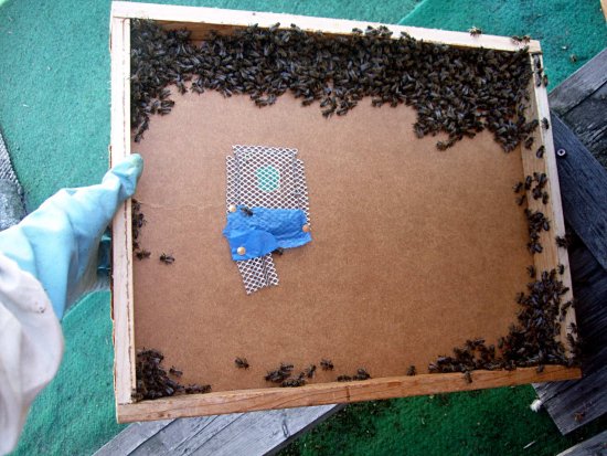 Bienenflucht
