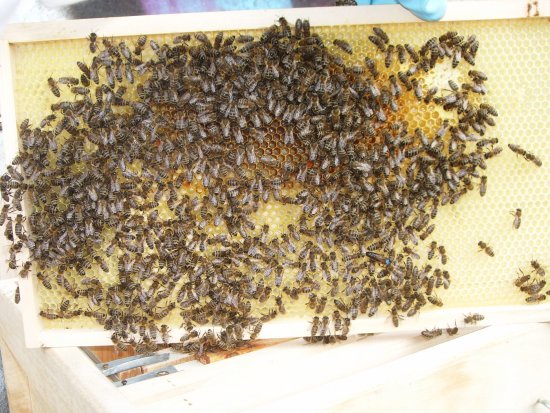 Rähmchen 8b