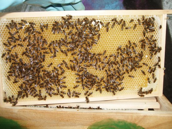 Rähmchen 10b