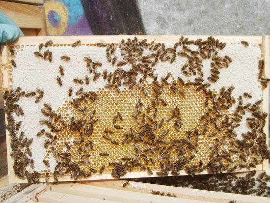 Rähmchen 5b