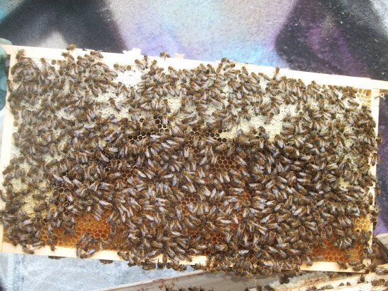 Rähmchen 1a