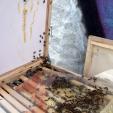Bee project