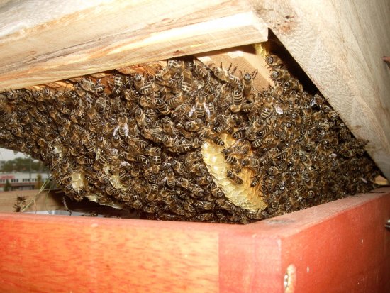 Bienenkugel