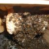 Winternest