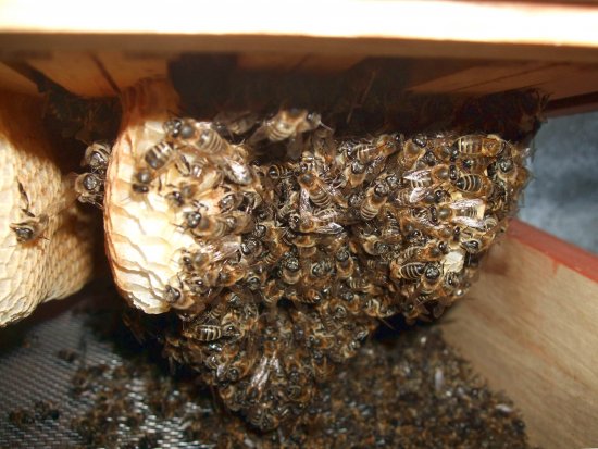 Winternest