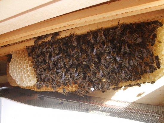 Dicke Bienen