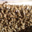 Bienenprojekt