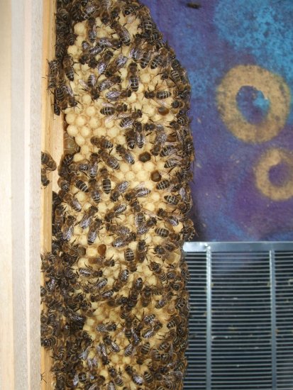 Naturwabe