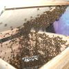 Arbeitslose Bienen