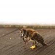 Bienenprojekt