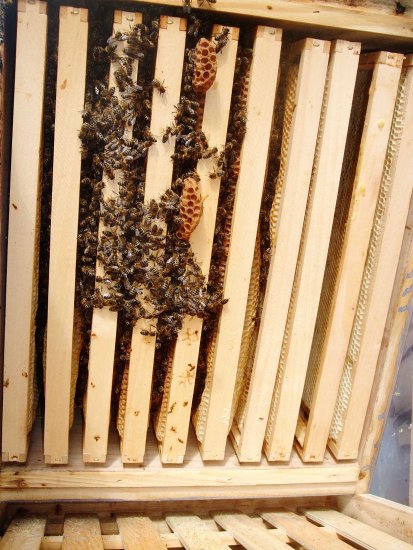 Wildbau im Kasten 2