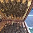 Bienenprojekt