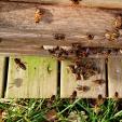 Bee project