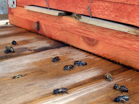 Nasse Bienen