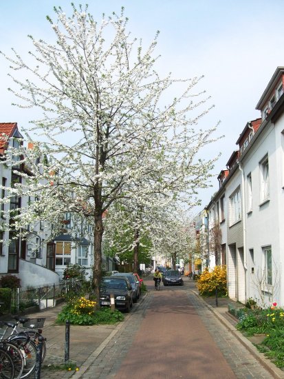 Bäume in der Stadt