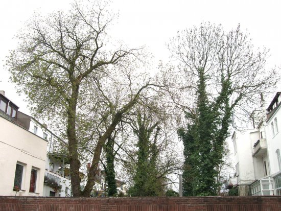 Gartenbäume
