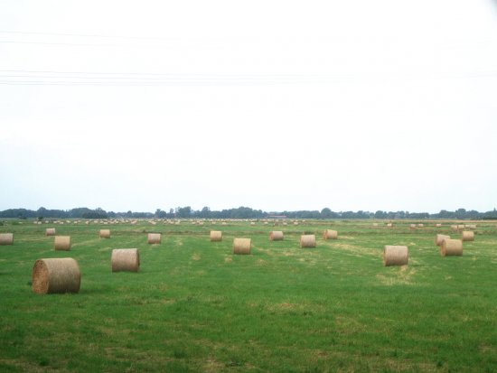Kubistische Kühe