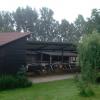 Modernes Vieh
