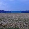 Getreidelandschaft