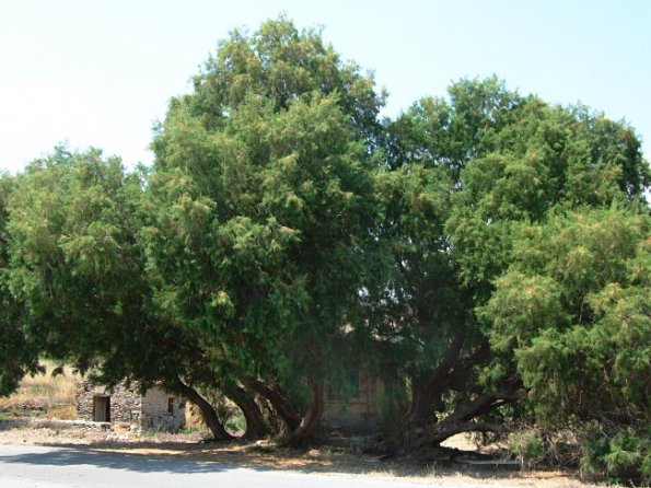 Alte Tamariske