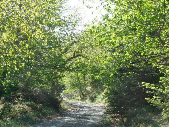 Alter Weg
