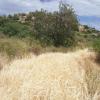Kleines Getreidefeld (Gerste)