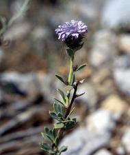 Strauchigen Kugelblume