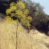 Steifhaarige Gummiwurz (Opopanax hispidus)