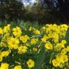 Nickende Sauerklee (Oxalis pes-caprae)