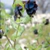 Große Wachsblume (Cerinthe major)