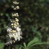 Vitex-Strauch (Vitex agnus-castus L.)