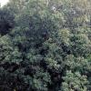 Stein-Eiche (Quercus ilex)