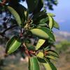 Östlicher Erdbeerbaum (Arbutus andrachne)