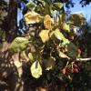 Echte Pistazie (Pistacia vera)