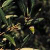 Steineiche (Quercus ilex)