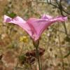 Winde (Convolvulus spec.)