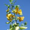 Blasenstrauch (Colutea arborescens)